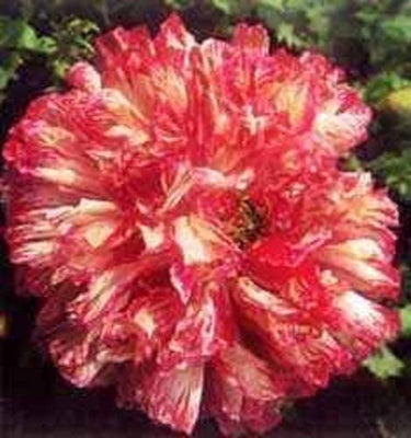100 Flemish Antique PEONY POPPY MIXED Colors Papaver Peoniflorum Flower Seeds